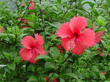 扶桑花